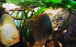 Killifish fish for sale: the fish that are in the photo Read the descriptio - Advert 16