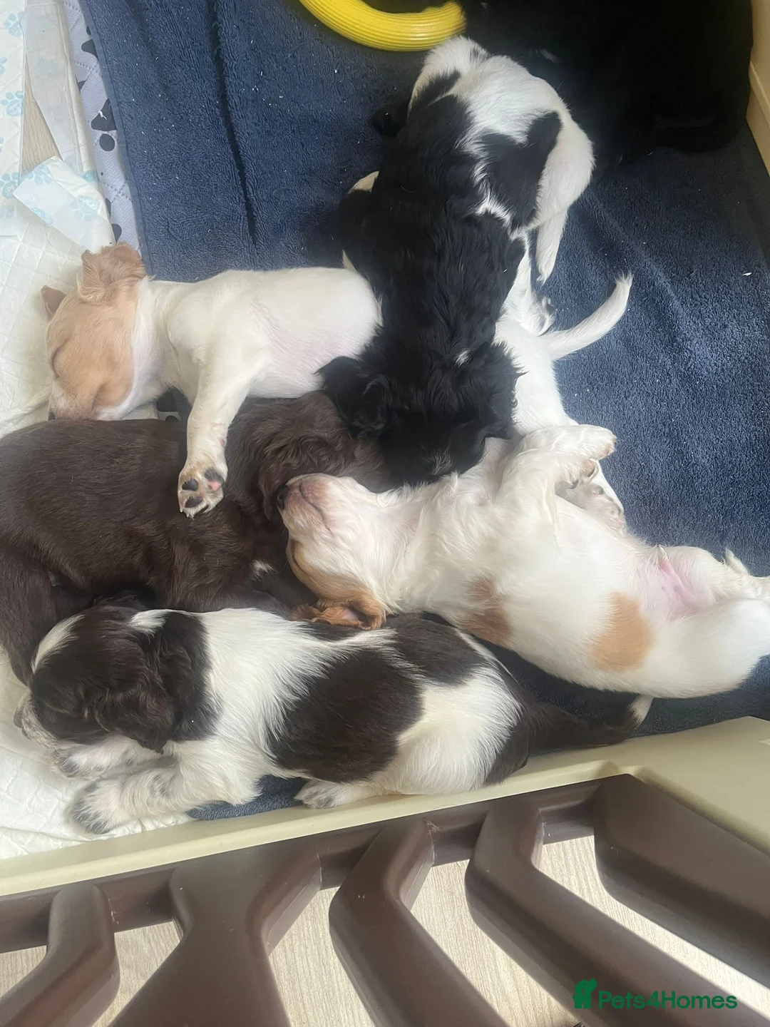 Mixed Breed dogs for sale: 🐶 Stunning Sprockerpoo Puppies 🐶 in Basingstoke - Advert 12