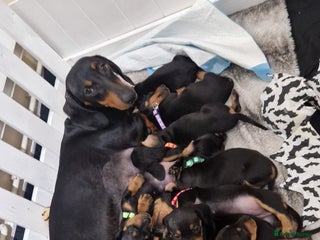 Dachshund dogs KC standard dachshunds - Advert 1