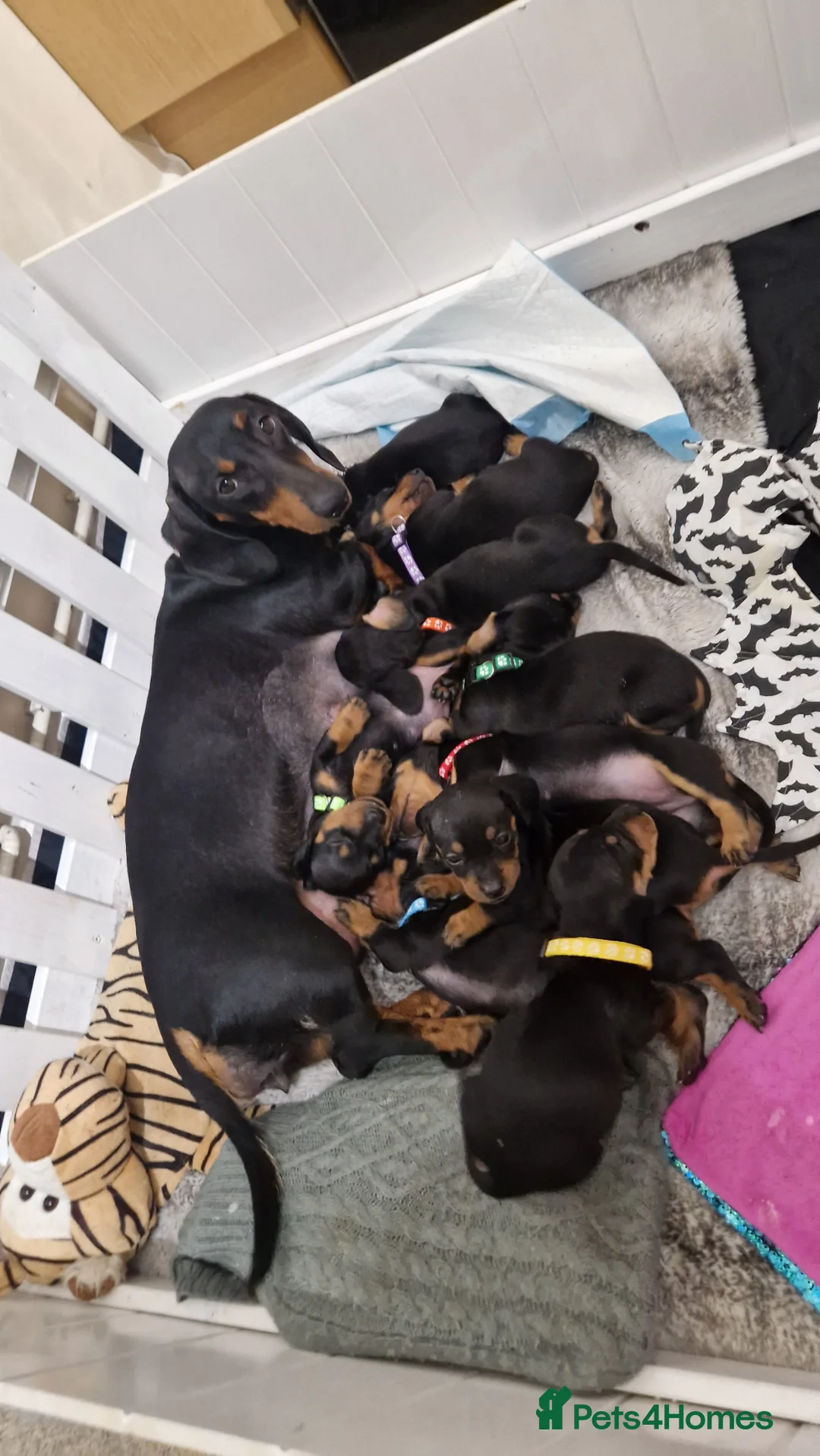 Dachshund dogs for sale: KC standard dachshunds - Advert 1