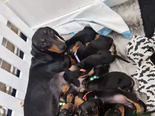 Dachshund dogs KC standard dachshunds - Advert 15