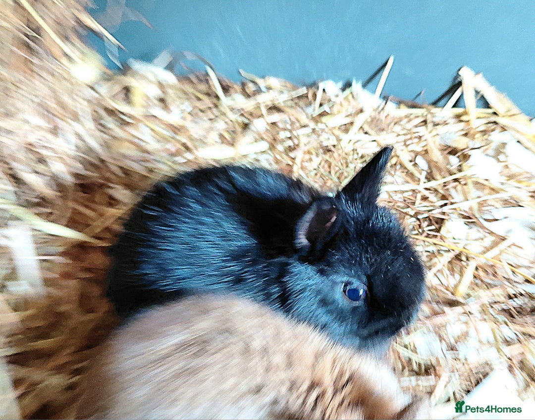 Netherland Dwarf rabbits for sale: Netherland dwarf BLACK & A CHOC BUCK  TO RESERVE  - Advert 7