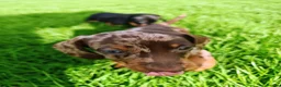 Miniature Dachshund dogs for sale: Miniature Dachshund Puppies – 1 Boy & 2 Girls  in Blackpool - Advert 4
