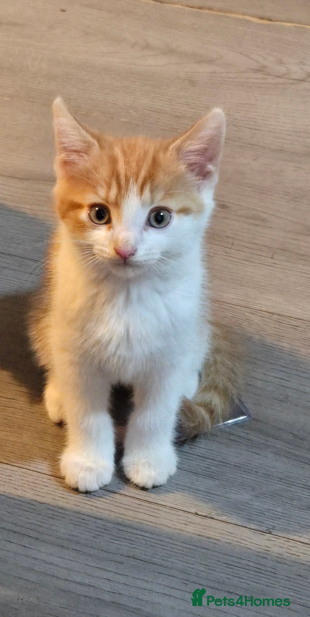 Mixed Breed cats for sale: 2 kittens left  - Image 6