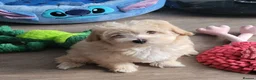 Maltipoo dogs for sale: 2  F1 Asian small Maltipoo Girls - Advert 11