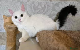 Munchkin cats for sale: Purebred TICA reg. Munchkin kittens ready to go  - Image 7
