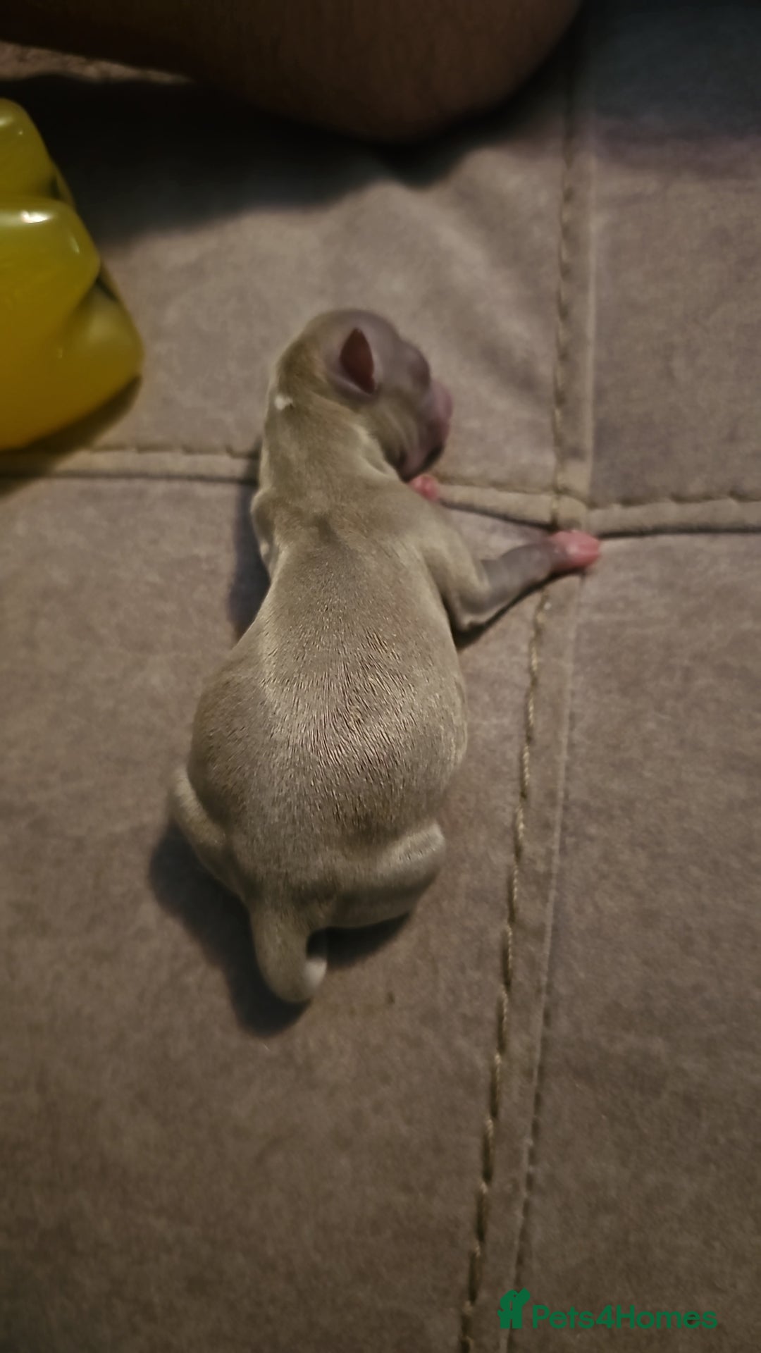 Chihuahua dogs for stud: Kc reg Lilac short coat for stud  in Bedford - Advert 14