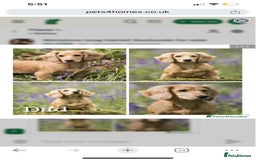 Miniature Dachshund dogs for sale: 2 long haired mini dachshunds available. - Image 10