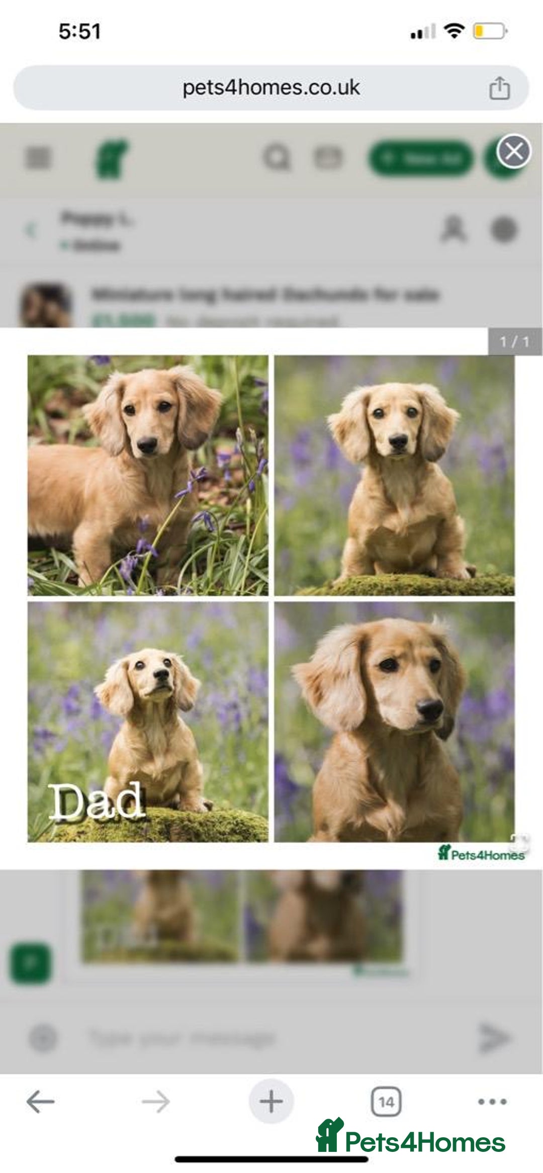 Miniature Dachshund dogs for sale: 2 long haired mini dachshunds available. - Image 10