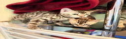 Bengal cats for sale: TICA, GCCF Champion Bloodline Bengal Kittens in London - Advert 12
