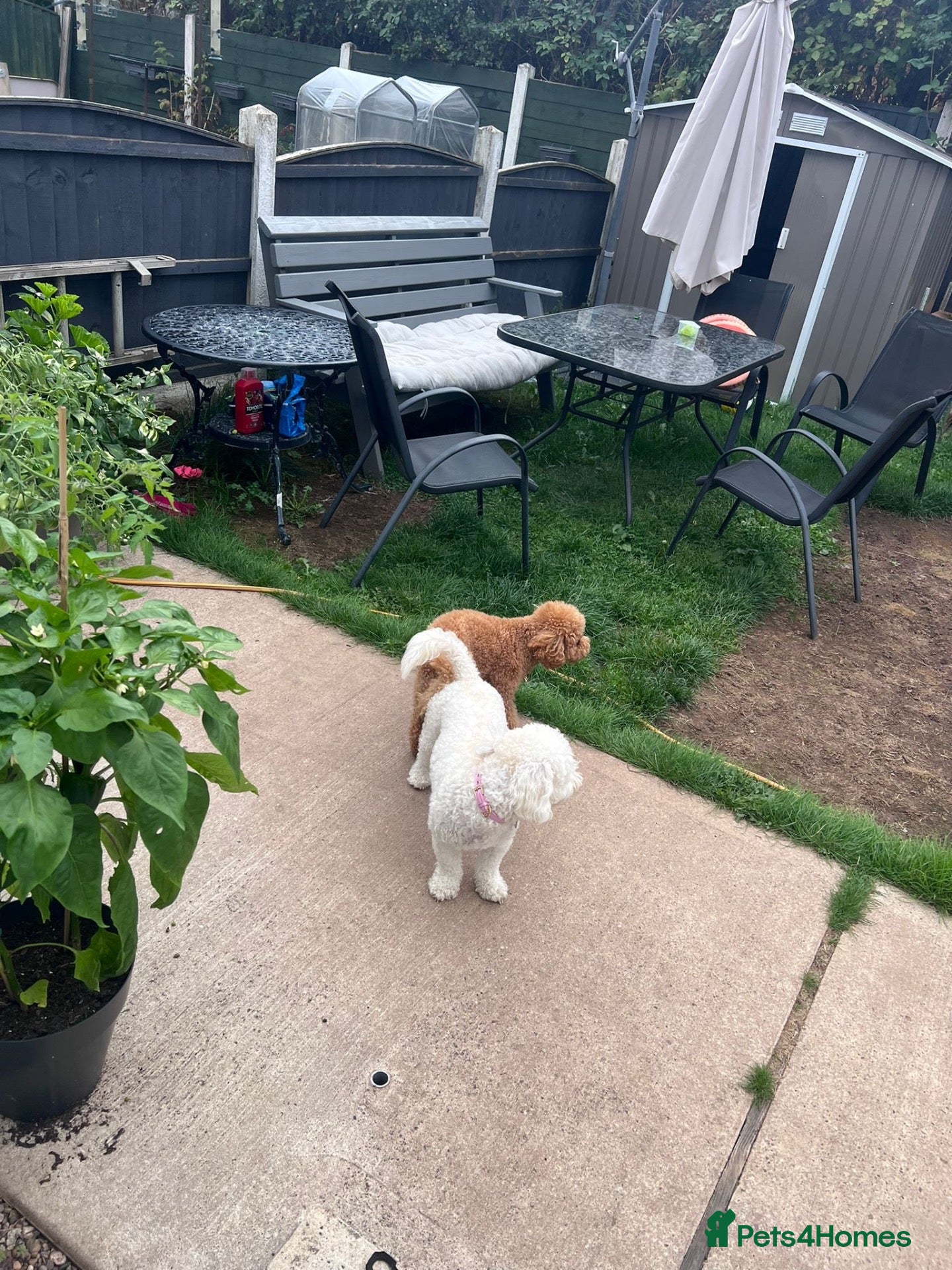 Maltipoo dogs maltipoo puppies for sale  - Advert 2
