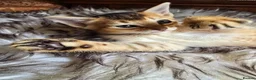 Mixed Breed cats for sale: Unique Abyssinian*Savannah Mix- Not to Miss - Advert 11