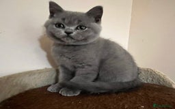 British Shorthair cats for sale: READY NOW!!Pedigree British Short Hair Kittens - Image 1