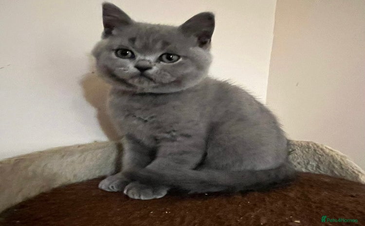 British Shorthair cats - Advert 12