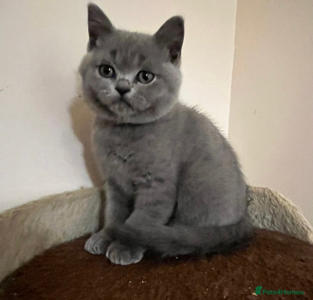 British Shorthair cats for sale: READY NOW!!Pedigree British Short Hair Kittens - Image 1