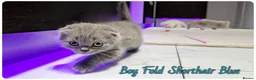 Scottish Fold cats for sale: Scotish Fold Kittens - Advert 3