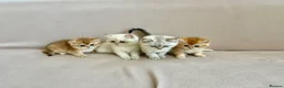 British Shorthair cats for sale: 🐾 Purebred Golden BSH kittens 🐾  in Leeds - Advert 2