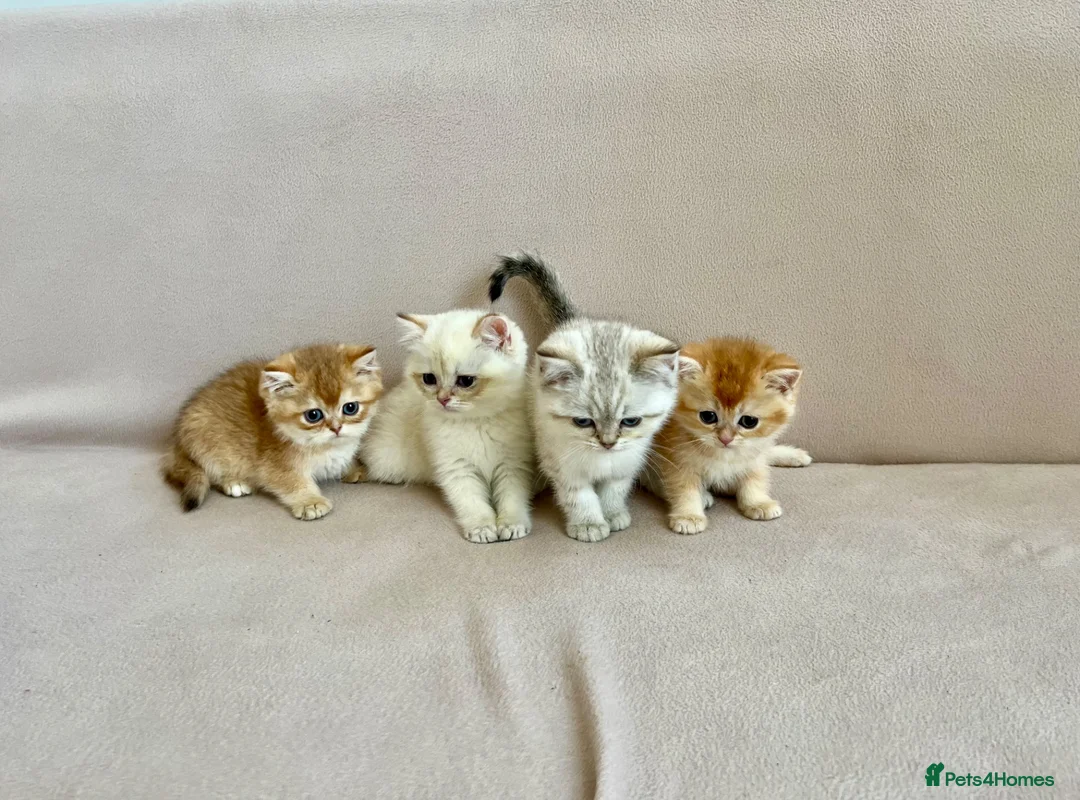 British Shorthair cats for sale: 🐾 Purebred Golden BSH kittens 🐾  in Leeds - Advert 2