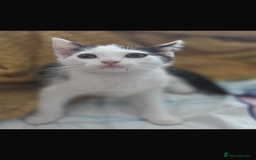 Mixed Breed cats for sale: Baby kitten for sale - Image 2