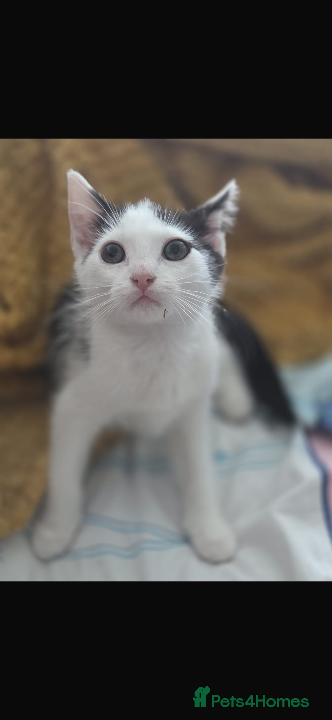 Mixed Breed cats for sale: Baby kitten for sale - Image 2
