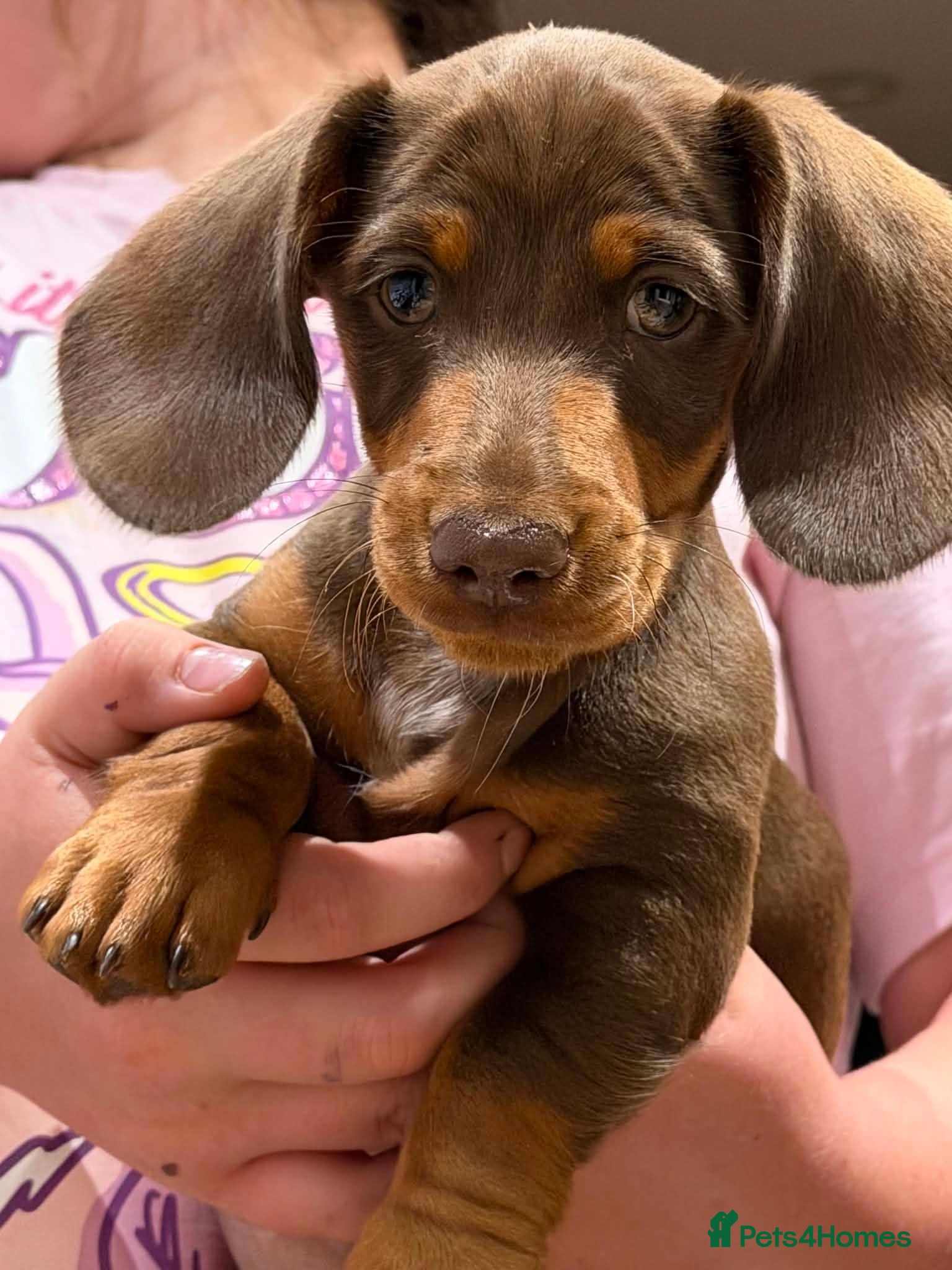 Dachshund dogs miniature dachshund boy chocolate and tan  - Advert 2