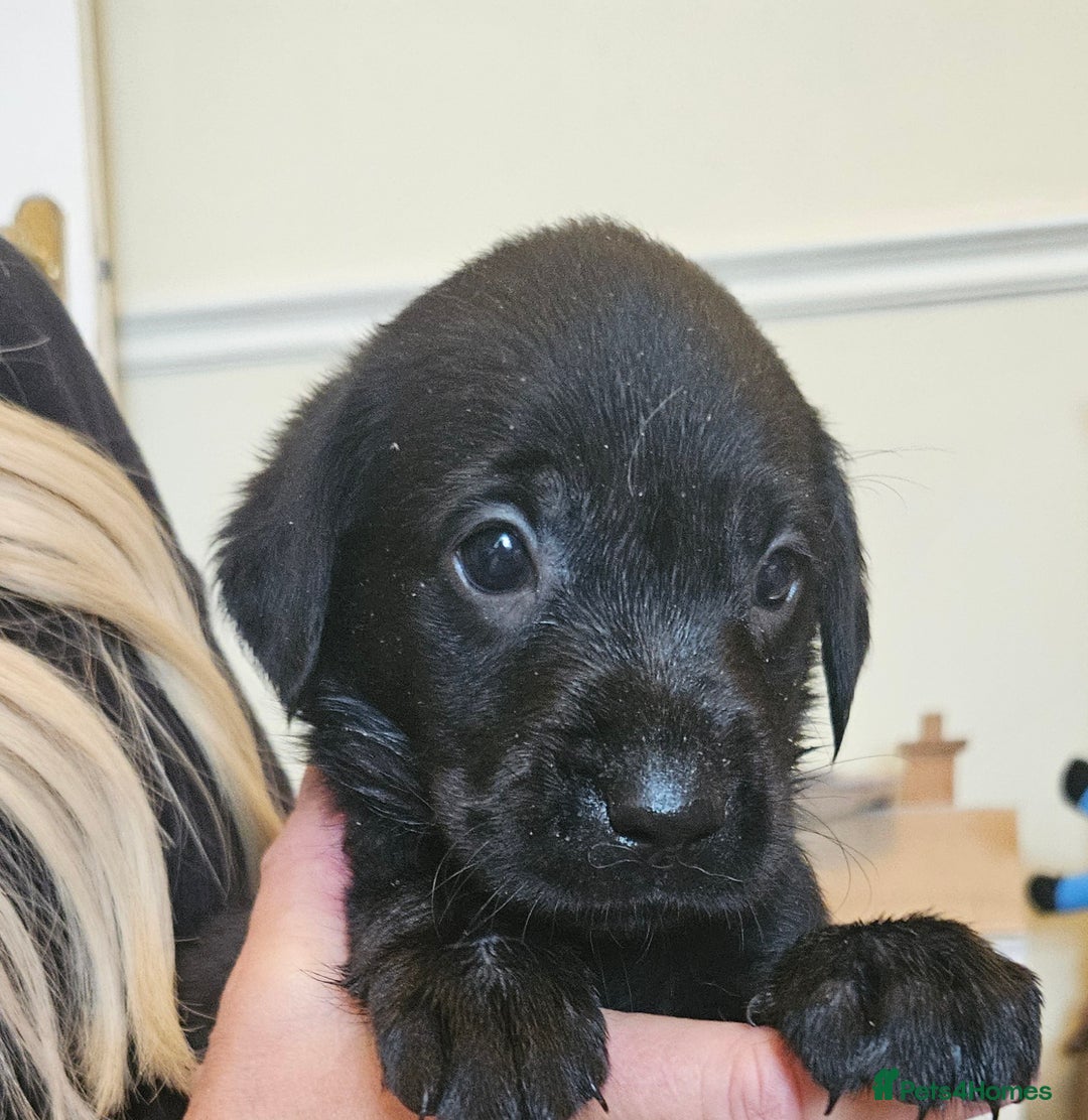 Labrador Retriever dogs for sale: Fantastic working bloodline kc labradors! - Image 5