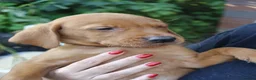 Labrador Retriever dogs for sale: Red Labrador puppies  - Advert 2