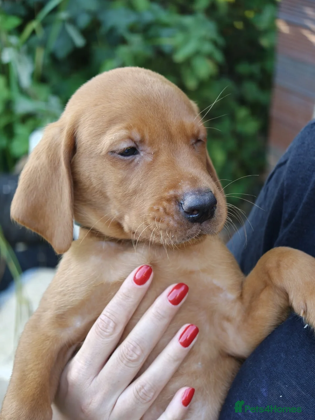 Labrador Retriever dogs for sale: Red Labrador puppies  - Advert 2