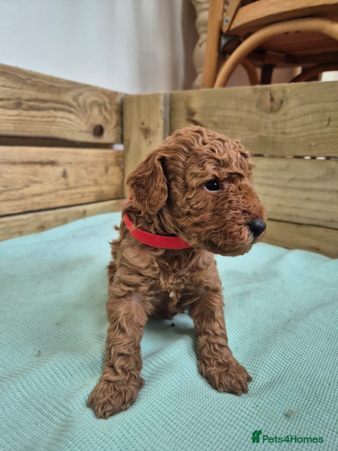 Cockapoo dogs for sale: Fox red cockapoo's - Image 4