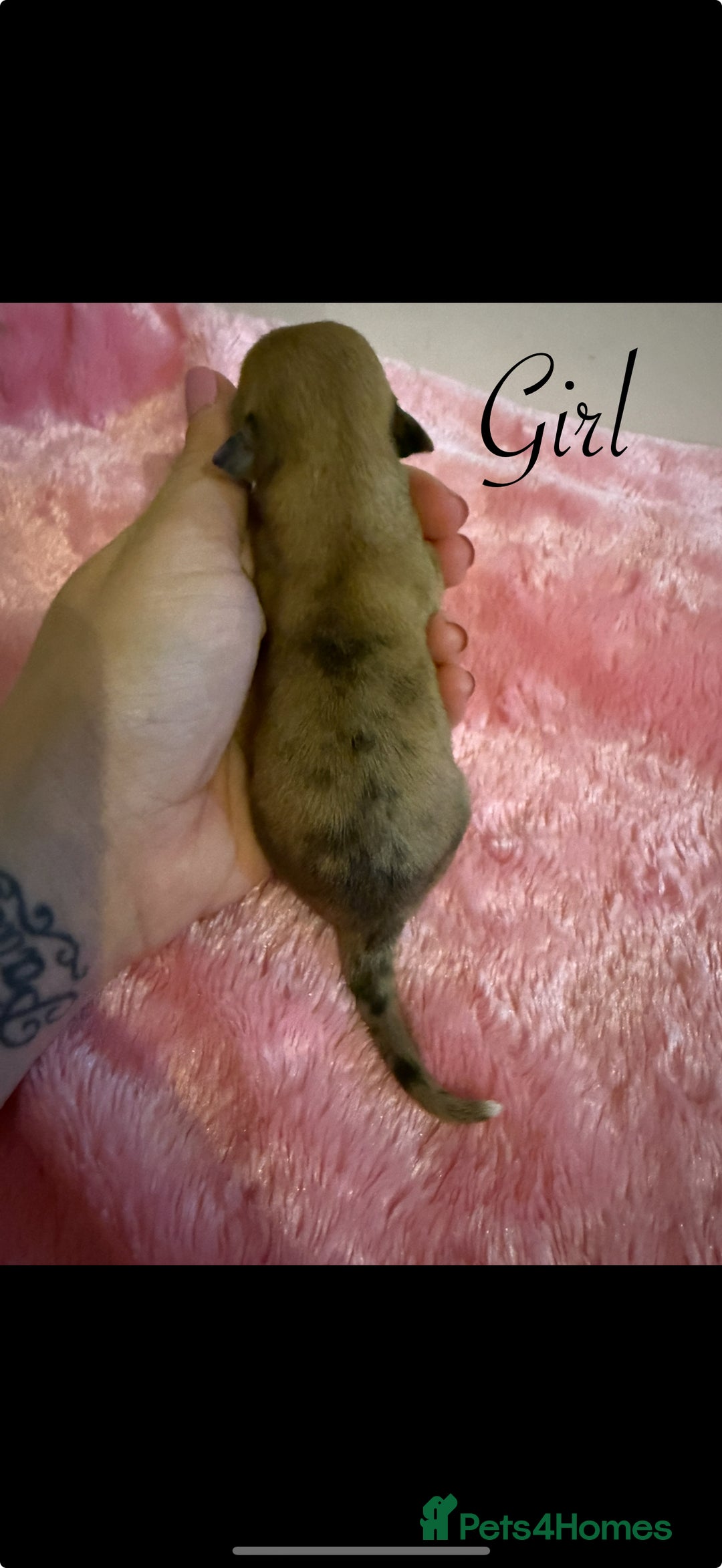 Chihuahua dogs for sale: Beautiful Chihuahua puppy’s  - Image 9