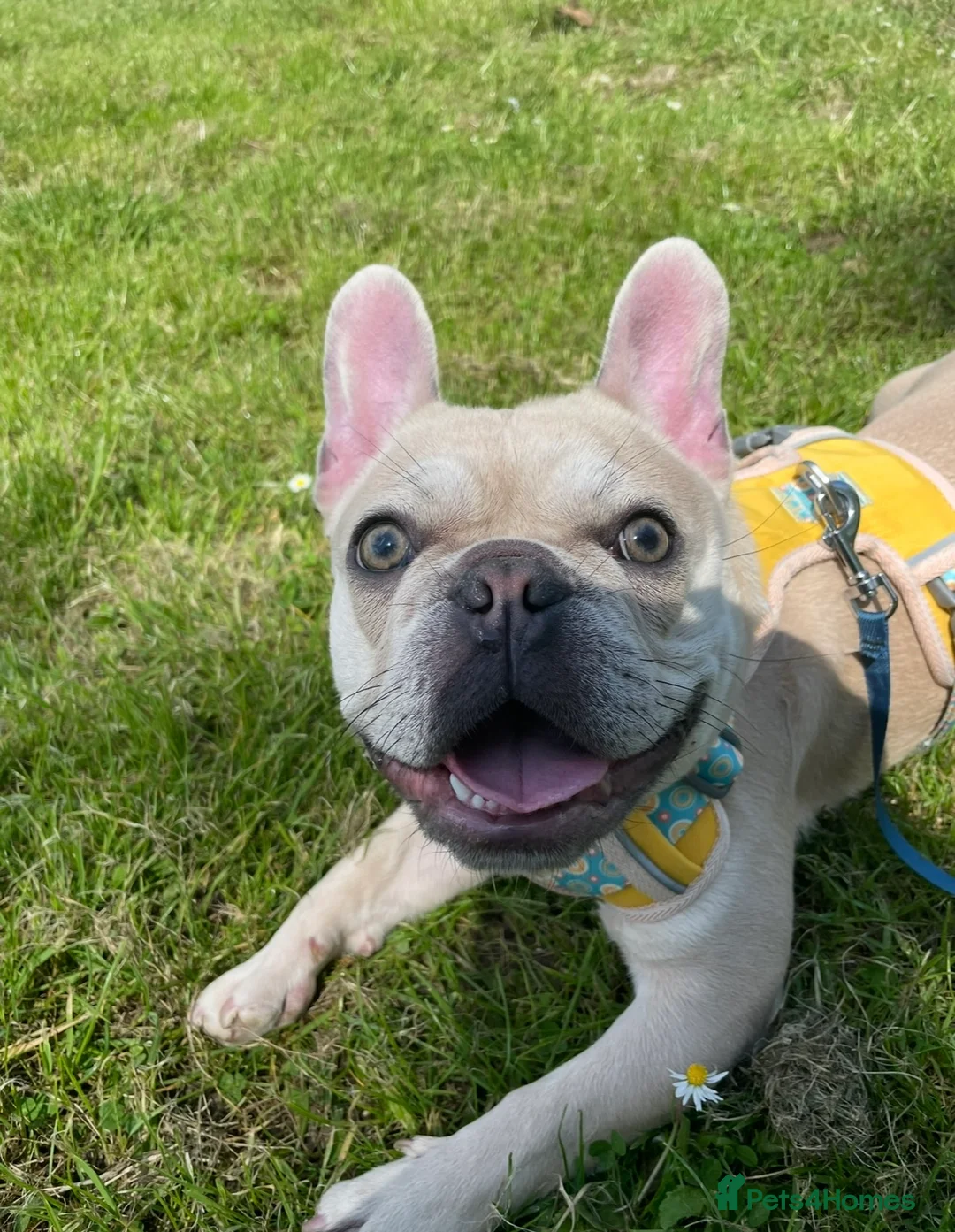 French Bulldog dogs for sale: Fawn Frenchie looking for a forever loving home - Advert 1