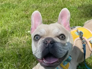 French Bulldog dogs Fawn Frenchie looking for a forever loving home - Advert 1