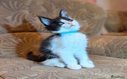 Maine Coon cats for sale: 🐾 Giant GCCF Maine Coon Kitties Champion Lines - Image 13