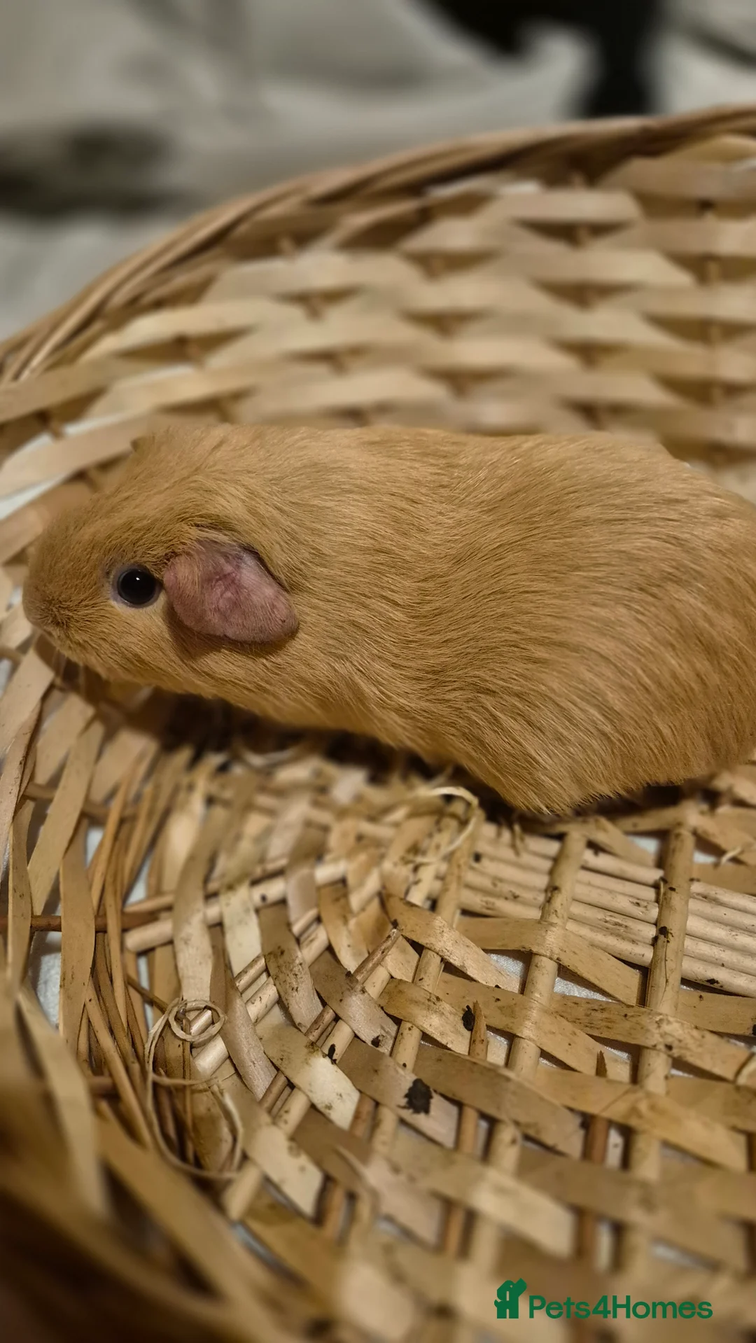 Guinea Pig rodents for sale: Adorable baby guinea pigs  - Advert 7