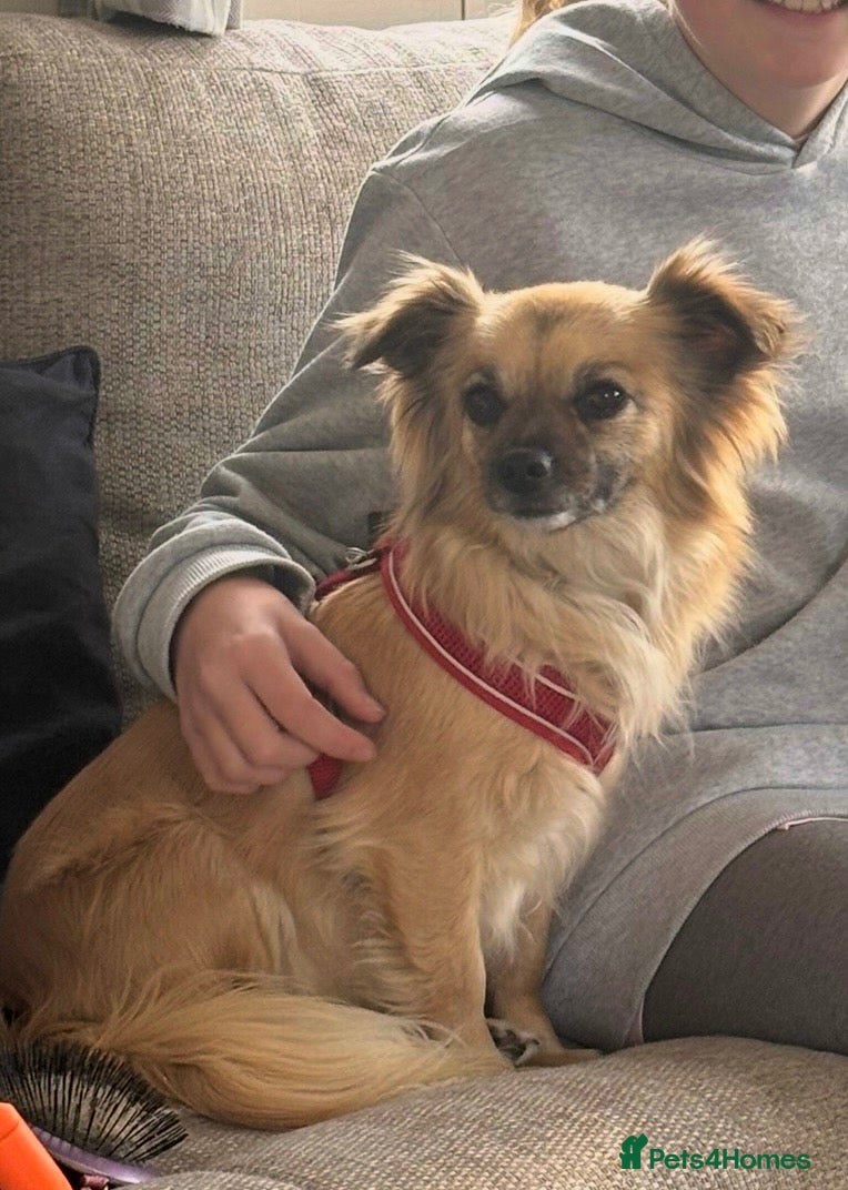 Chihuahua dogs Longhaired Chihuahua  - Advert 2