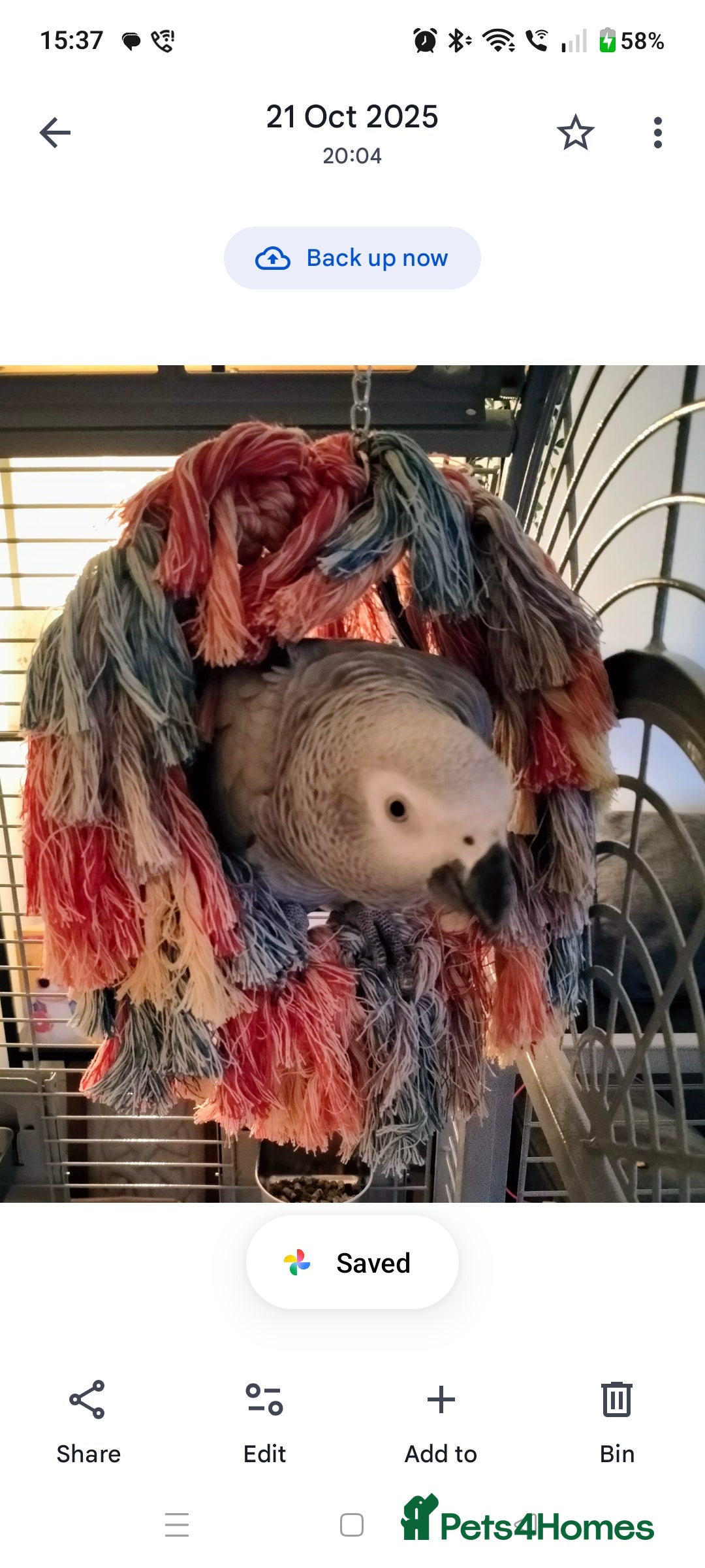 Parrots birds 7 Year Old Female African Grey in Hartlepool - Advert 1