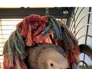 Parrots birds 7 Year Old Female African Grey in Hartlepool - Advert 1