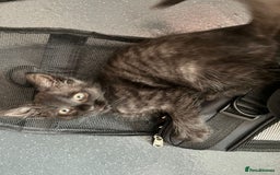 Maine Coon cats for sale: Smokey Mainecoon female  - Image 3