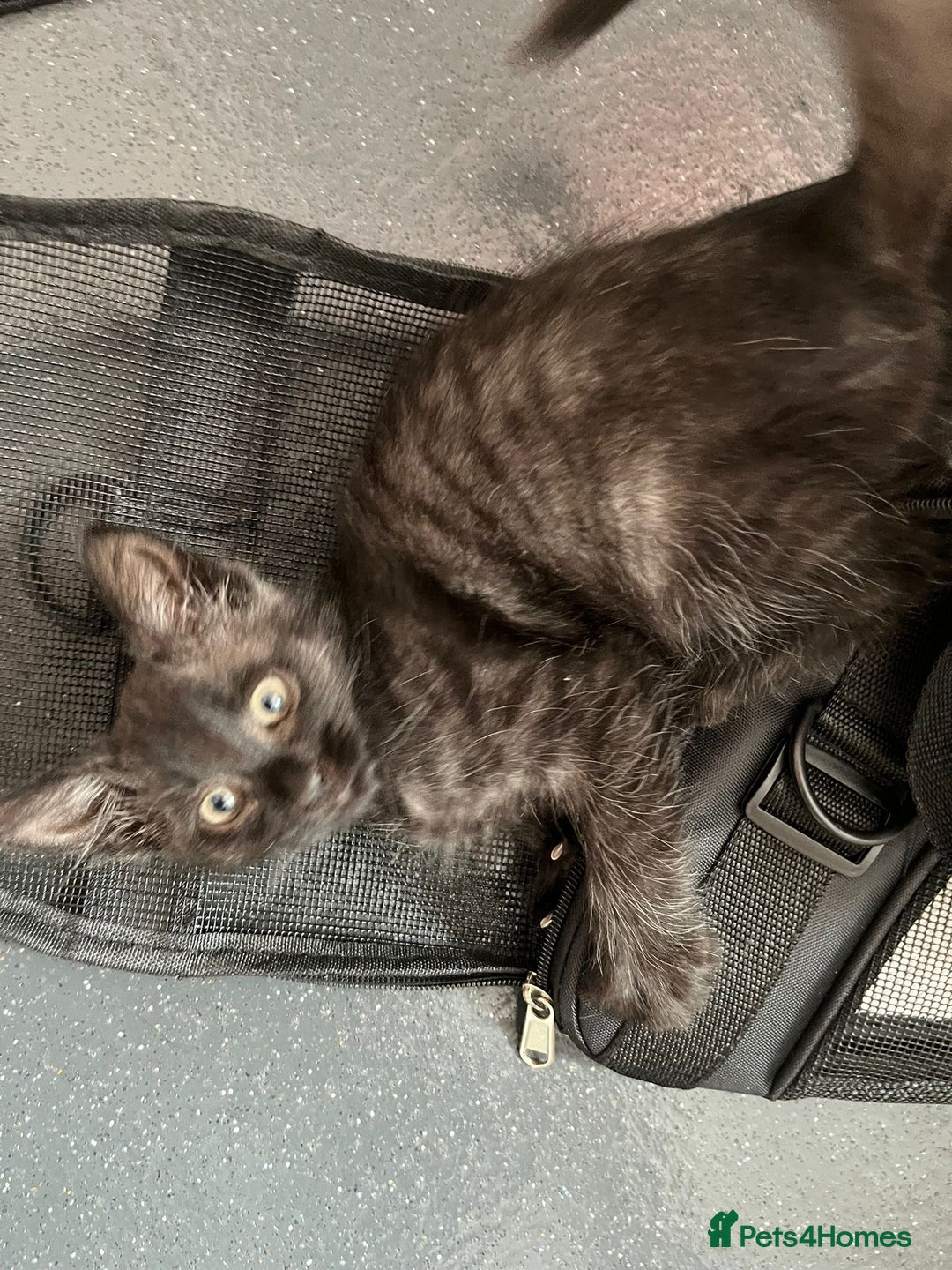 Maine Coon cats for sale: Smokey Mainecoon female  - Image 3