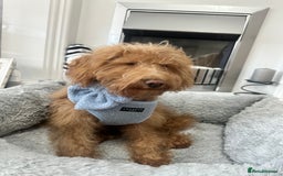 Toy Poodle dogs for stud: F1b westipoo for stud - Image 4