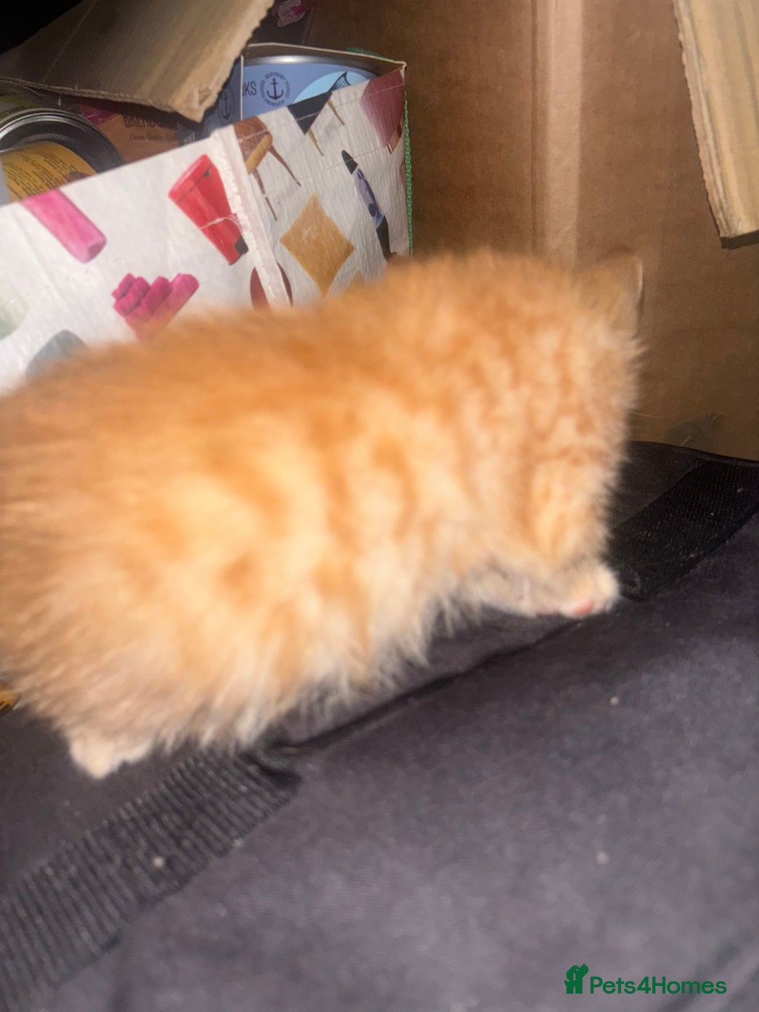 British Shorthair cats for sale: Kittens For Sale - Image 8