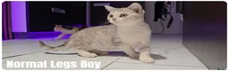 Munchkin cats for sale: Munchkin kittens odd-eyed - Advert 4
