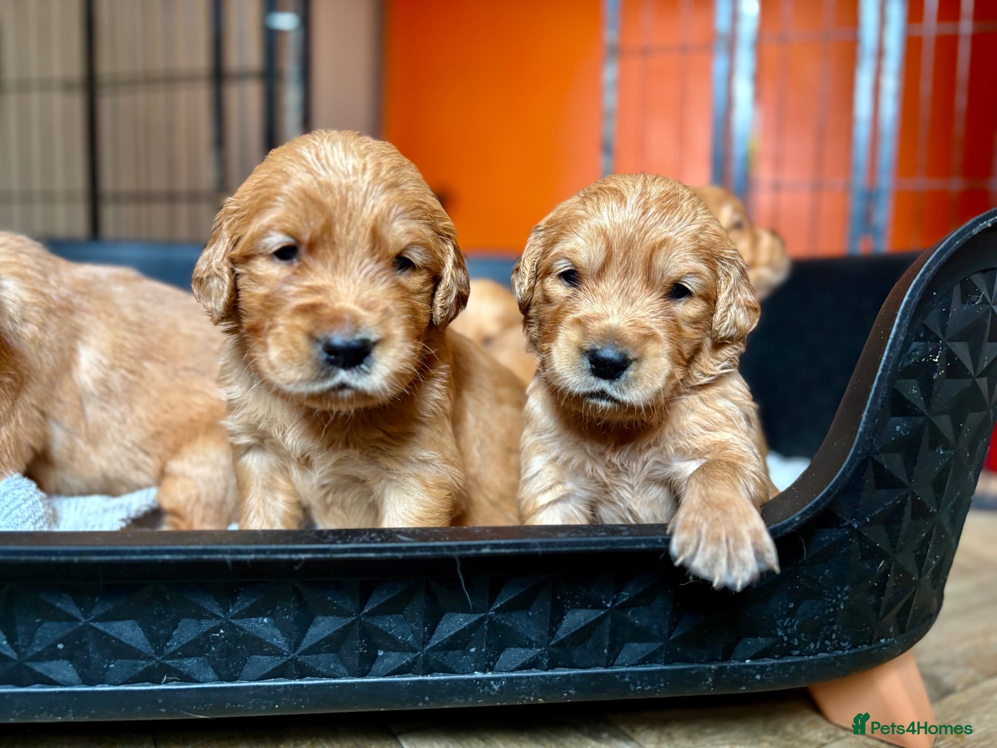 Golden Retriever dogs Fox Red, KC,  Extensively Health Tested Pups - Advert 2