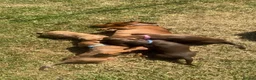 Miniature Dachshund dogs for sale: Beautiful Miniature Dachshunds 🐾 - Advert 22