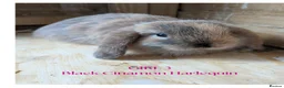 Mini Lop rabbits for sale: Gorgeous Harlequin Mini-Lops in Newport - Advert 7