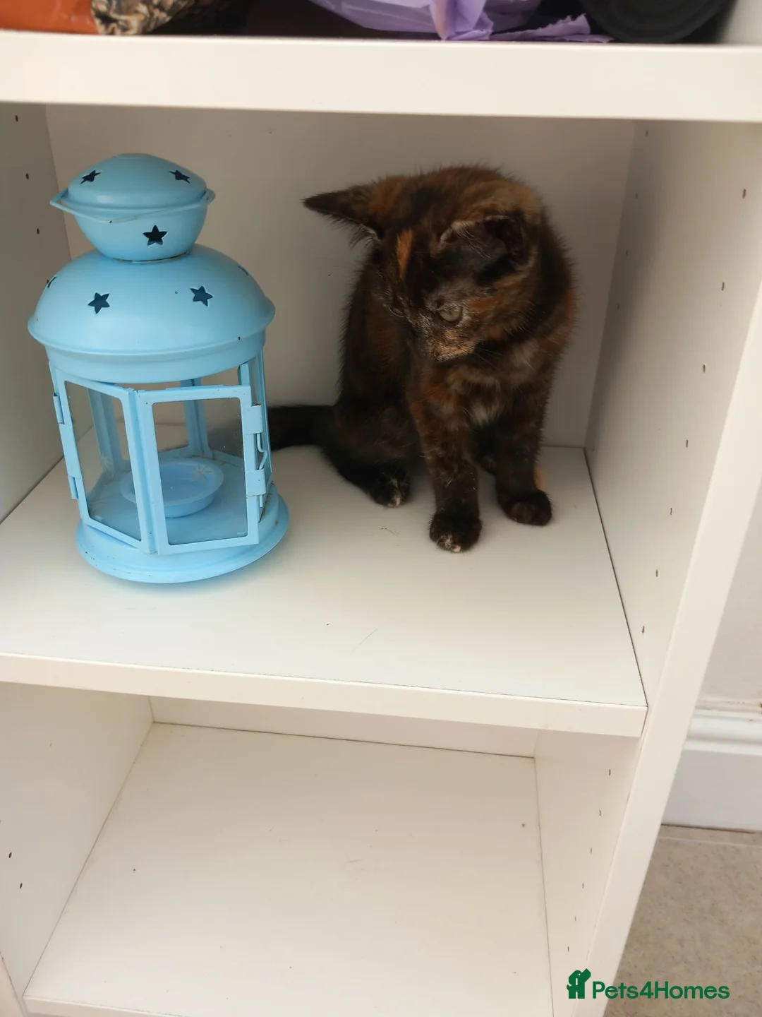 Mixed Breed cats for sale: Very pretty tortie kitten - Advert 9