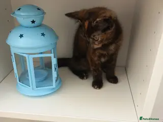 Mixed Breed cats Very pretty tortie kitten - Advert 3