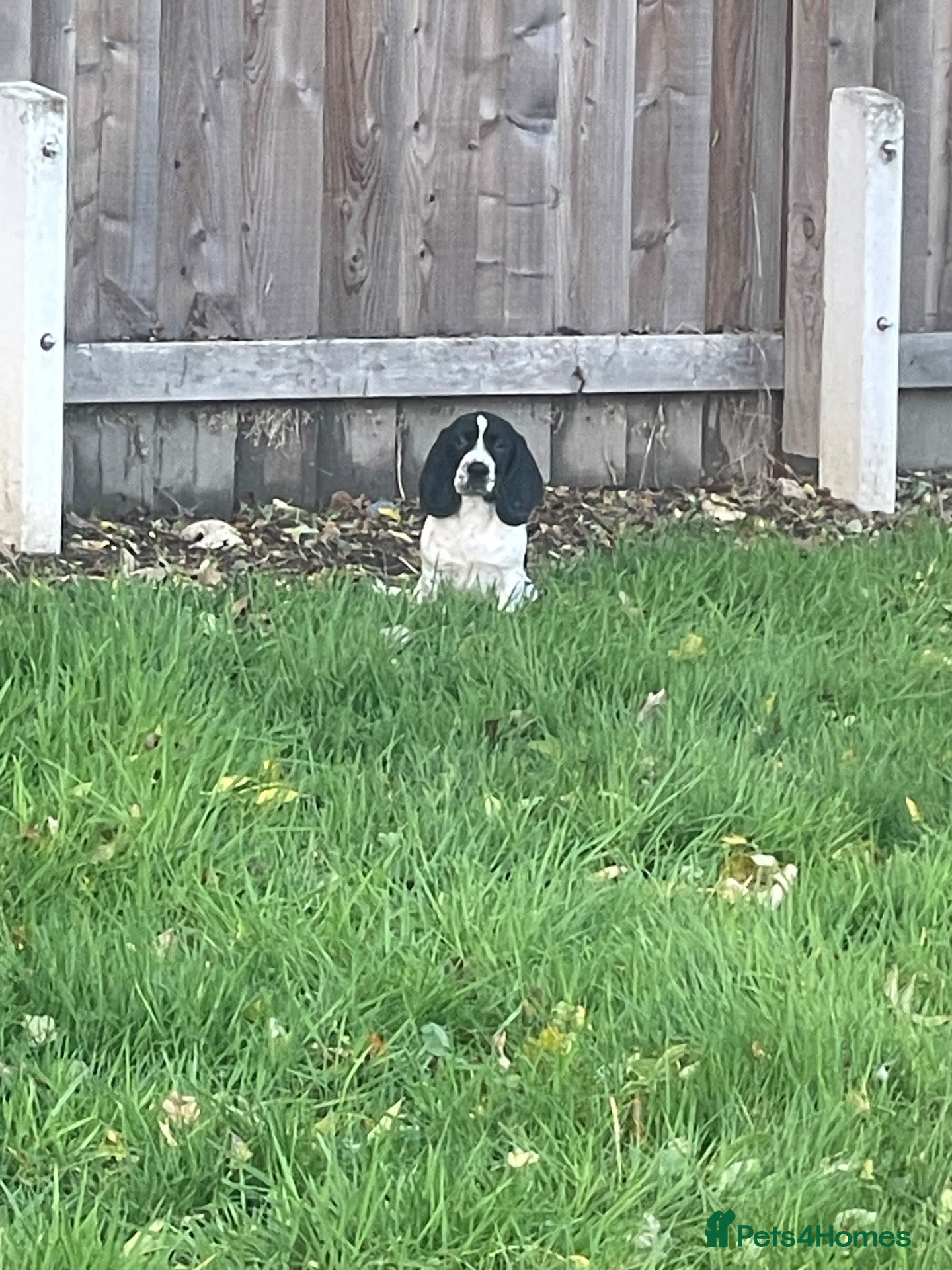 Mixed Breed dogs for sale: Beautiful Springbatts - Advert 6