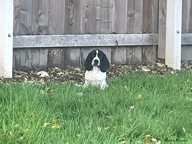 Mixed Breed dogs for sale: Beautiful Springbatts - Advert 6