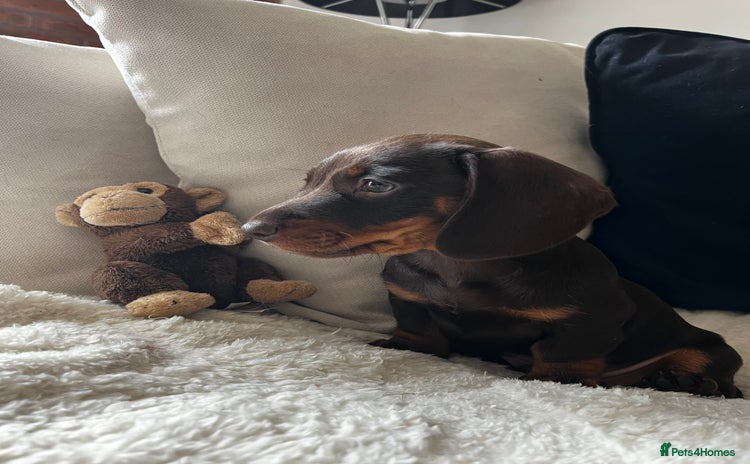 Dachshund dogs - Advert 8